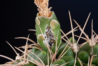 Gymnocalycium heuschkelianum